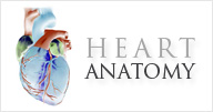 Heart Anatomy - Vanda Rossen