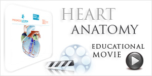 Heart Anatomy - Vanda Rossen