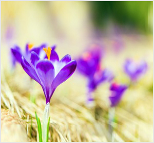 History of Saffron - Vanda Rossen